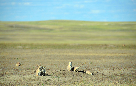 Prairie dogs frolic in the sun