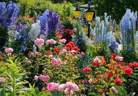 Rose garden with delphinium